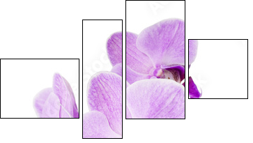 Light purple orchid isolated on white - Vierteiliges Leinwandbild, Viertychon