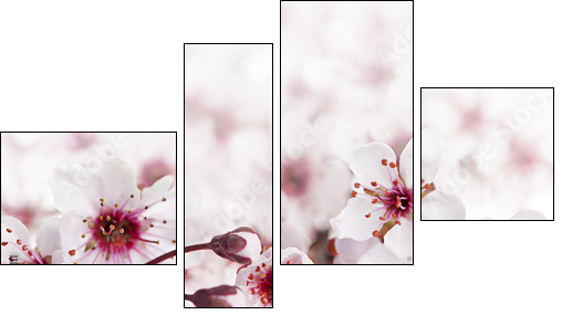 Cherry blossoms - Vierteiliges Leinwandbild, Viertychon