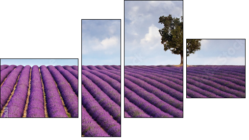 Lavender field and a lone tree - Vierteiliges Leinwandbild, Viertychon