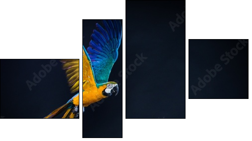 Colourful flying Ara on a dark background - Vierteiliges Leinwandbild, Viertychon