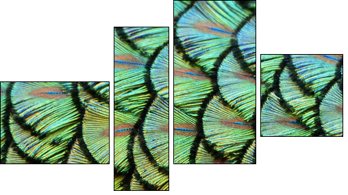 peacock background - Vierteiliges Leinwandbild, Viertychon