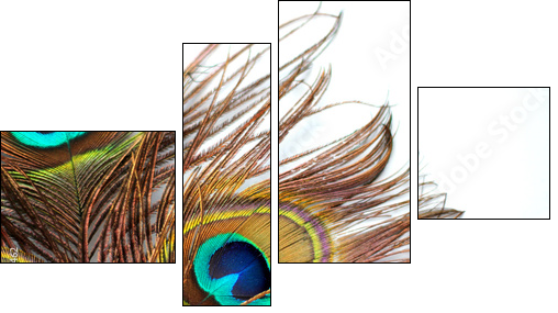 Three peacock feathers - Vierteiliges Leinwandbild, Viertychon