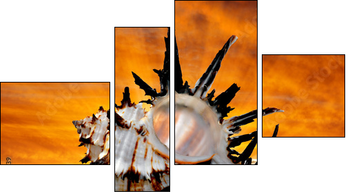 Conch shell on beach in the sunset - Vierteiliges Leinwandbild, Viertychon