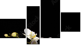 White orchid isolated on black - Vierteiliges Leinwandbild, Viertychon