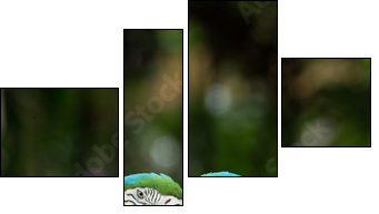 parrot - Vierteiliges Leinwandbild, Viertychon