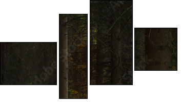 Enchanted nature series - Mushrooms path - Vierteiliges Leinwandbild, Viertychon
