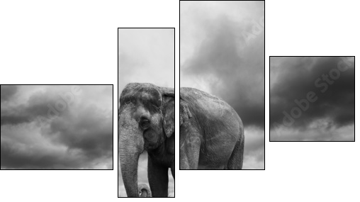 Elephant - Vierteiliges Leinwandbild, Viertychon