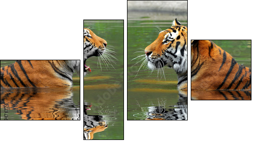 Siberian Tigers in water - Vierteiliges Leinwandbild, Viertychon