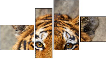 Tiger face up close - Vierteiliges Leinwandbild, Viertychon