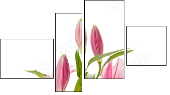Pink lily - Vierteiliges Leinwandbild, Viertychon