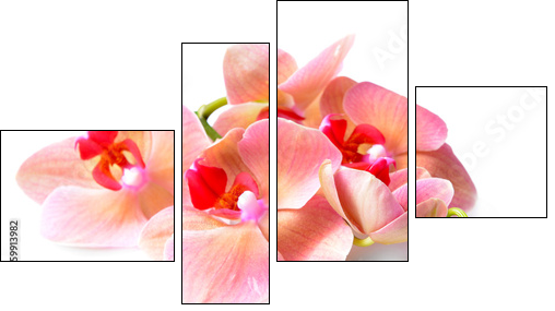 Beautiful blooming orchid isolated on white - Vierteiliges Leinwandbild, Viertychon