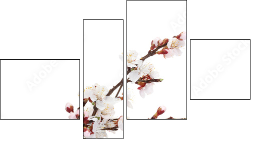 beautiful apricot blossom  in transparent vase isolated - Vierteiliges Leinwandbild, Viertychon