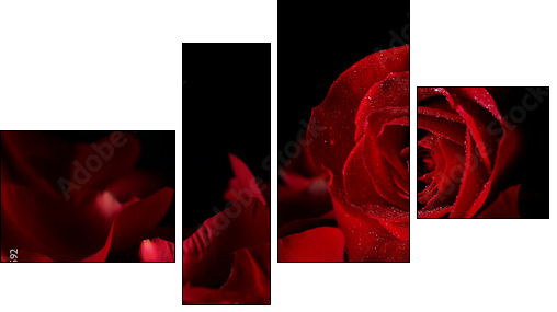 Red rose - Vierteiliges Leinwandbild, Viertychon