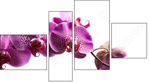 Purple orchid flowers isolated on white background - Vierteiliges Leinwandbild, Viertychon
