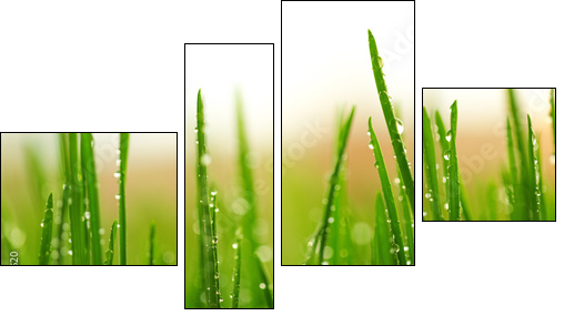Green wet grass with dew on a blades - Vierteiliges Leinwandbild, Viertychon