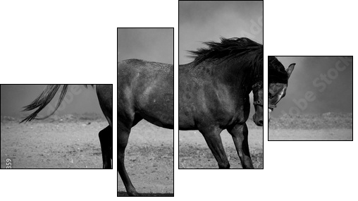Galloping black horse - Vierteiliges Leinwandbild, Viertychon