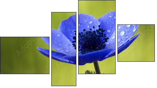 Blue Anemone Flower with Waterdrops - Vierteiliges Leinwandbild, Viertychon