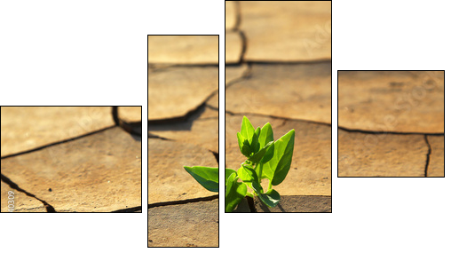 Plant growing through dry cracked soil - Vierteiliges Leinwandbild, Viertychon