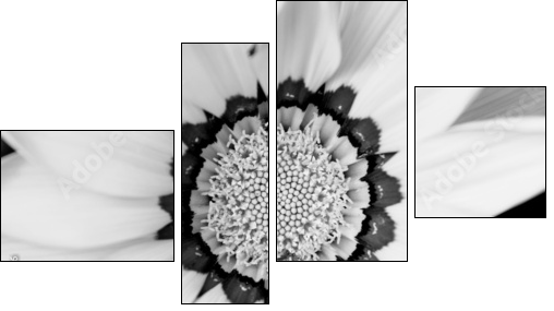 Closeup of bright yellow gazania flower - Vierteiliges Leinwandbild, Viertychon