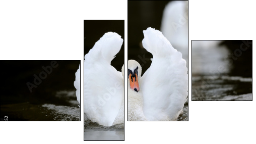 Swan in the lake - Vierteiliges Leinwandbild, Viertychon