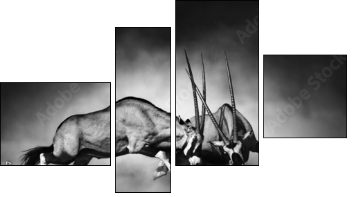 Gemsbok fight - Vierteiliges Leinwandbild, Viertychon
