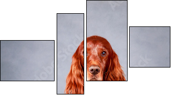 Red irish setter dog - Vierteiliges Leinwandbild, Viertychon