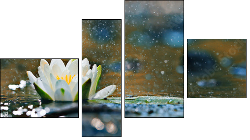 lily pads on the water - Vierteiliges Leinwandbild, Viertychon