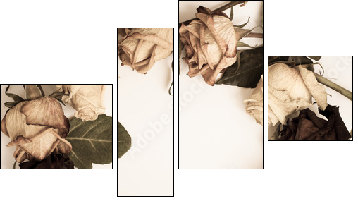 withered rose - Vierteiliges Leinwandbild, Viertychon