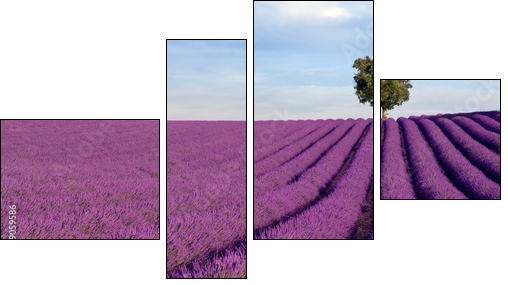 Rich lavender field in Provence with a lone tree - Vierteiliges Leinwandbild, Viertychon