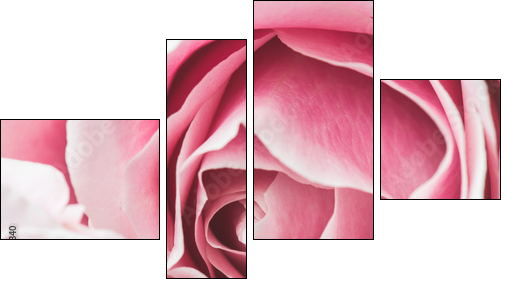 Pink Rose Flower with shallow depth of field and focus the centre of rose flower  - Vierteiliges Leinwandbild, Viertychon