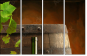 13276134