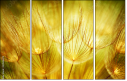 30556275