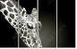 38098957