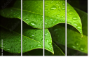 44282430