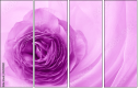 52109021