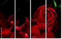 60186592