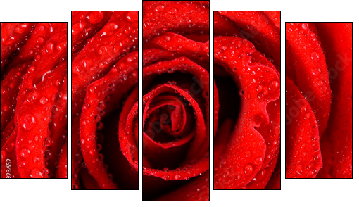 Wet Red Rose Close Up With Water Drops - Fünfteiliges Leinwandbild, Pentaptychon