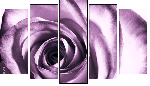 Purple rose - Fünfteiliges Leinwandbild, Pentaptychon