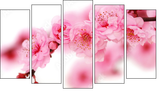 Spring cherry flowers reflected in rendered water - Fünfteiliges Leinwandbild, Pentaptychon