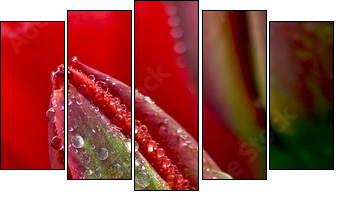 water drop on the tulip - Fünfteiliges Leinwandbild, Pentaptychon
