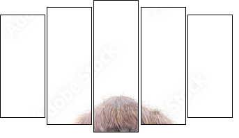 Orang-Utan - Fünfteiliges Leinwandbild, Pentaptychon