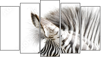 Zebra 001 - Fünfteiliges Leinwandbild, Pentaptychon