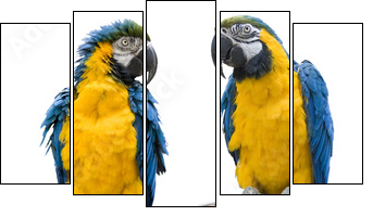 vogel Papagei wd343 - Fünfteiliges Leinwandbild, Pentaptychon