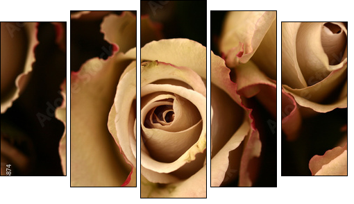 roses flower closeup - Fünfteiliges Leinwandbild, Pentaptychon