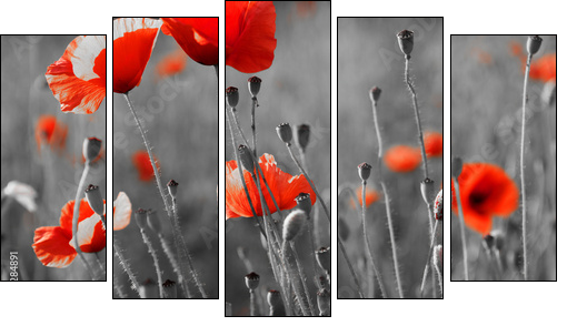 red poppies on  field - Fünfteiliges Leinwandbild, Pentaptychon