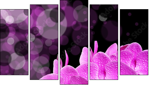 orchid - Fünfteiliges Leinwandbild, Pentaptychon