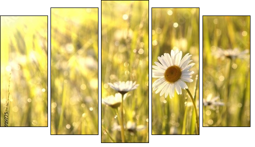 Spring daisies at dawn - Fünfteiliges Leinwandbild, Pentaptychon