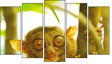 Tarsier - Fünfteiliges Leinwandbild, Pentaptychon