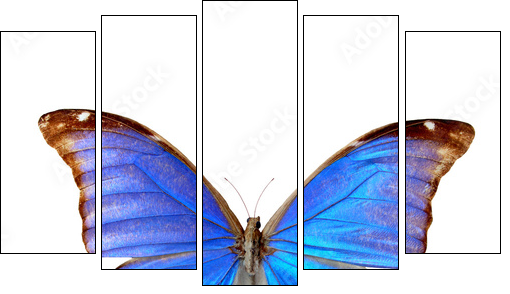 Blue morpho - Fünfteiliges Leinwandbild, Pentaptychon
