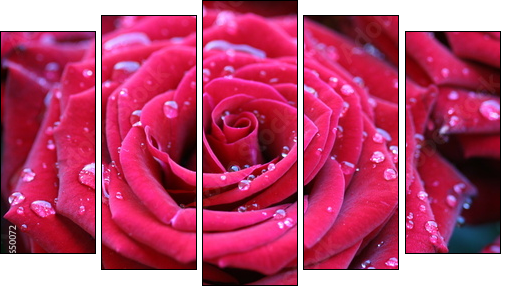 Red rose with dew - Fünfteiliges Leinwandbild, Pentaptychon